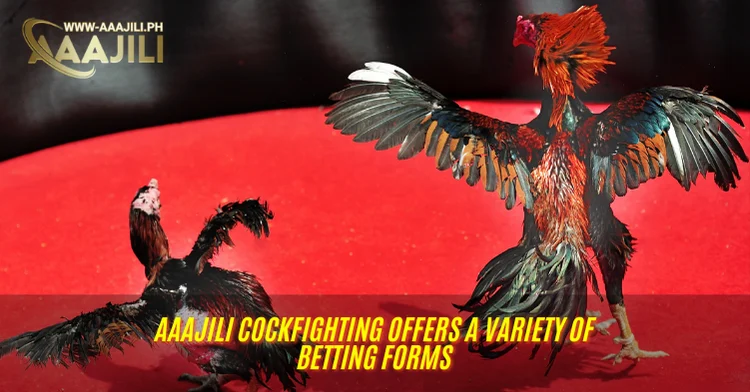 Aaajili Cockfighting offers a variety of betting forms