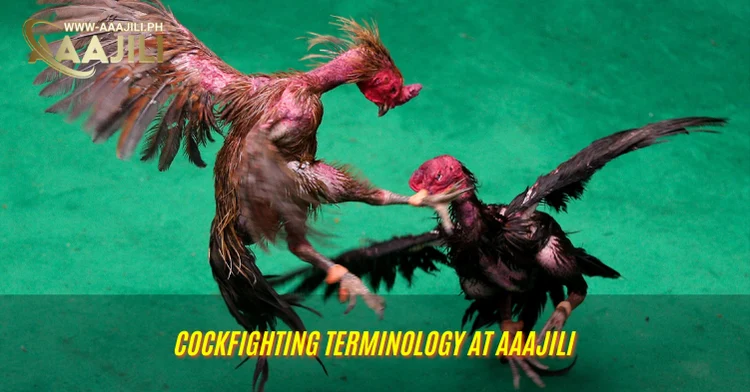 Cockfighting Terminology at Aaajili